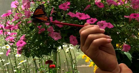 butterfly house alliance ohio  With a small district lying in adjacent Mahoning County, the city is approximately 16 miles northeast of Canton, 27 miles southwest of Youngstown and 51 miles southeast of Cleveland